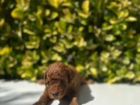 Irk Garantili Red Brown Toy Poodle