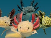 Axolotl semenderi çok tatlı Adana
