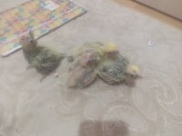 Ele Kola Alıştırmalık Sultan Papağanı Yavrular