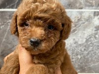 Orjinal Minyatür Toy Poodle Yavrular 