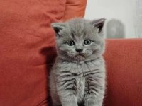 British shorthair yavrularımız