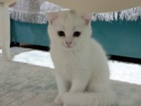 Scottish fold dünyalar tatlısına yuva kar beyaz