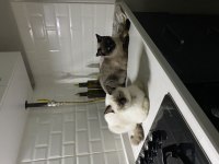 British Shorthair Kedimiz