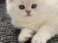 BRİTİSH BEBEK KEDİLERİ