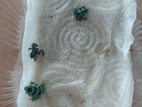 Dart Frog Ok Kurbağası