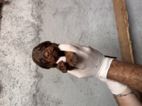 Anne altından doberman yavruları