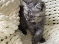 British Shorthair Yavru Kedim
