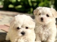 Orjinal Maltese Terrier Bebekler