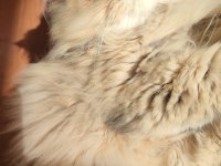 11 Aylık Golden Dişi British Longhair