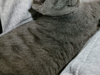 Safkan Dişi British Shorthair Lokum 7 aylık aşılı