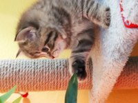 British tabby Dünyalar tatlısı