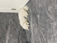 Maltese Terrier 8 aylık