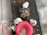 Gonzales Hamsterler Yavru-Erkek-Dişi hepsi mevcut