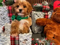 Tarçınlı kurabiye gibi poodle