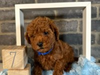 GÜZELLİK ABİDESİ POODLE BEBEKLERİMİZ