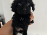 Ev Ortamında Sevgiyle Bakılan Maltipoo Yavrular