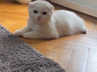 Scottish fold 3 aylık erkek kedimiz