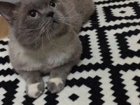 British shorthair kedisi