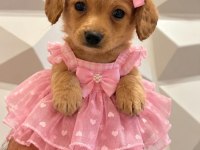 Toy poodle minik sekerler