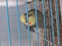 Erkek dişi sultan papağanı