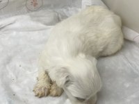 Sevgi dolu, sağlıklı ve çok sevimli Maltese yavrumuz