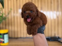 Toy Poodle Bebekler Referans Yavru