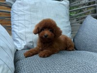 Orijinal safkan toy poodle yavrularımız