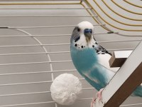 Eş Takım Yumurtalı Muhabbet Kuşu