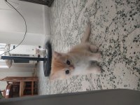 British Longhair Ve British Gold Ny11