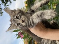 Gerçek maine coon arayanlar