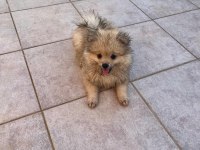 Yavru pomeranian