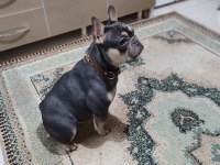Dişi blue and tan french bulldog