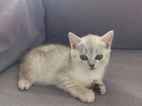 British shorthair mersin Tarsus cüzi ücretli