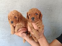 RED POODLE YAVRULAR