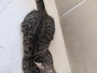 KEDİMİZİ ACİL SAHİPLENDİRMEK İSTİYORUM