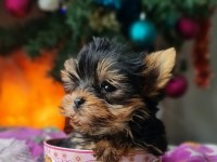 Şecereli Teacup Yorkshire Terrier Yavrular