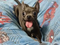 1,5 yaşında siyah chihuahua