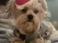 Uyumlu sevecen morkie