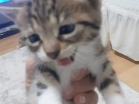 Güzeller güzeli yavrumuza yuva arıyoruz tekir