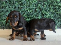 Klasik rengi ile mini dachshund