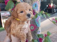 A KALİTE MALTİPOO DİŞİ ERKEK MEVCUT