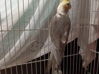 3 aylık yavru sultan papağanı