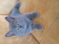 2 aylık scottish fold mama ve tuvalet eğitimi var