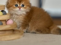 Eşi Bulunmayan Golden NY12 British Longhair