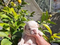 PLATİNUM DİŞİ FRENCH BULLDOG YAVRULAR
