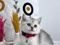 Orijinal Silver NS 1133 British Shorthair Yavrularımız