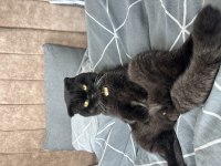Ücretli sahiplendirme 1,5 yaşında scottish fold