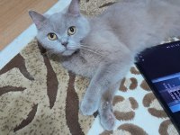 British shorthair ücretsiz sahiplendirme