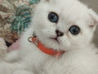 Satılık scottish fold