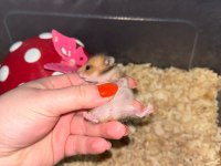 Uzun tüylü suriye hamsterları yeni sahiplerini bekliyor